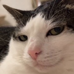 A black and white cat sitting at the dining table